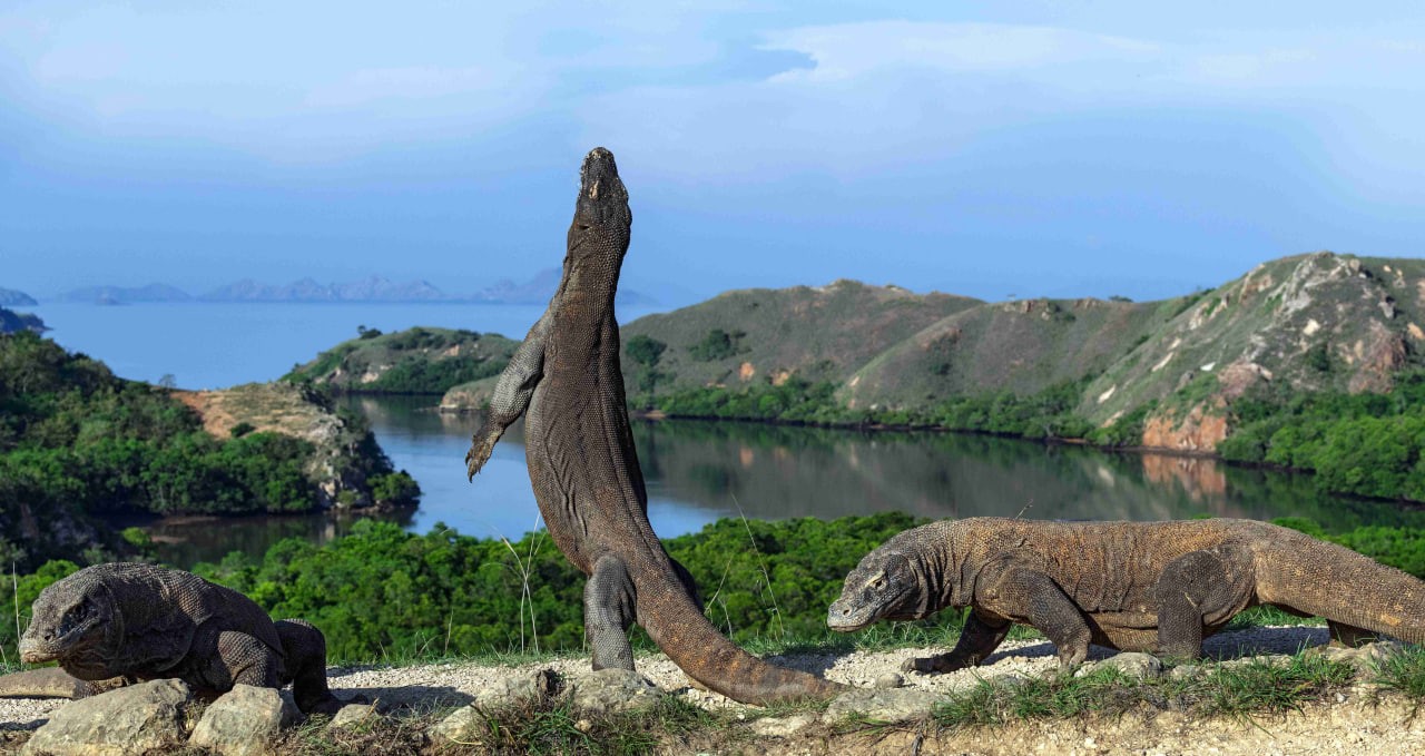 Pulau Komodo : Mengungkap Kekayaan Laut dan Daratan Indonesia Yang Memukau